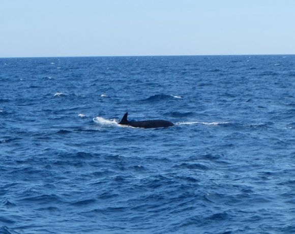 Les baleines noires mortes