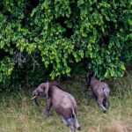 Le tourisme dans les parcs du Gabon